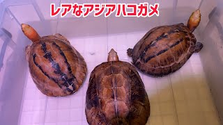 【アジアハコガメ】我が家の激レアなアジアハコガメ達