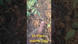 35 రోజుల టమాట చెట్లు | Tamato farming #agriculturetips #motivation