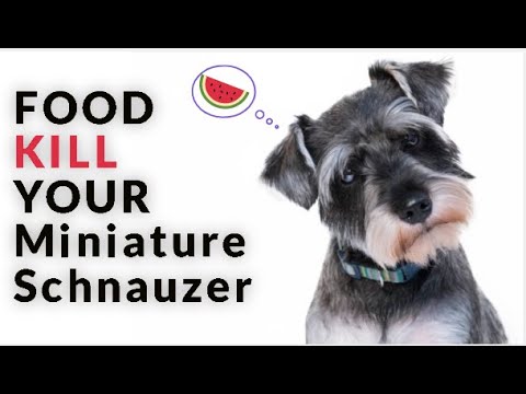 What foods can Miniature Schnauzers eat?