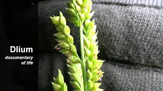 Barnyardgrass (Echinochloa crus-galli)