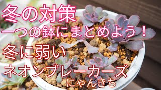 [多肉植物]冬の対策！一つにまとめる😊冬に弱いネオンブレーカーズ