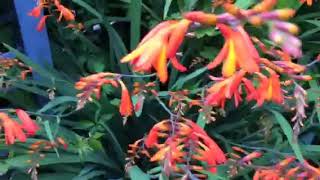 Montbretia (crocosmia )