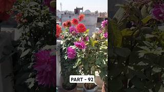 Terrace Garden part 92|  #terracegarden #rose #hibiscus #garden #petunia #dahliaflowers