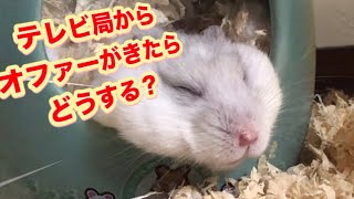 このハムスターには凄い得意技があります。観てビックリしないで下さい  This hamster has a great skill