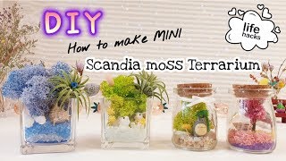 DIY Life Hacks ☆ How to make Mini Scandia moss Terrarium | 스칸디아모스 테라리움 만들기