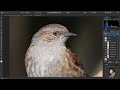 activating and using nik plugins affinity photo