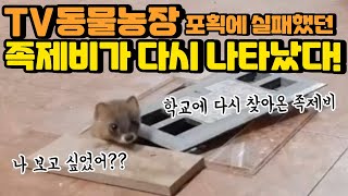 동물농장! '학교에 나타난 족제비'가 다시 나타났습니다!!