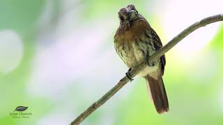 White-whiskered Puffbird