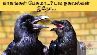 Interesting facts about Crows in Tamil| காகங்கள் எந்த நாட்டில் தோன்றியது.?#tamilfacts #facts #tamil