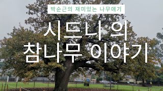 시드니 참나무 이야기