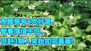 【小霞・家味美食】 魚腥草有4大好處，營養價值不低，但對3類人來說如同毒藥！