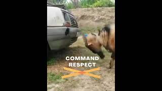Command Respect!  Mischievous Goat Showing Who's Boss #Funny, #Shorts, Funny Animal Videos