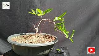 Ankol tree : Discovering a new plant for Bonsai training