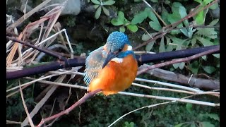 カワセミ狛江地区お父さん 2024 12 15 #カワセミ #野鳥 #birds #wildlife #nature #自然観察ぶらり散歩