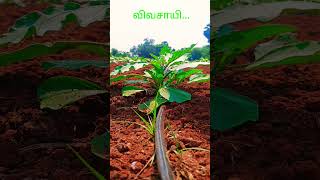 என்றும் விவசாயி உமாபதி விவசாயம்