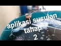 Aplikasi susulan tahap 2 umur 20 hari [budidaya ikan nila]