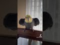 Cockatiels knocks at your door #parrot #pet #bird #cockatiel #cute #yumyumthetiel