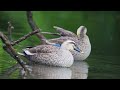 eastern spot billed duck canard de chine anas zonorhyncha