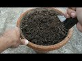 seed to fruit grow black tomato from seeds how to grow tomatoes at home