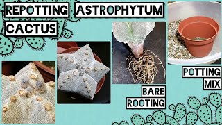 Repotting Astrophytum myriostigma cactus | Includes a Potting mix suited for Astrophytum