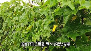 丝瓜有虫害别用药，掌握“一招”就能搞定，方法简单绿色又环保