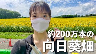 空知エリア【約200万本の向日葵とアオバズク】スイーツ 日帰り旅