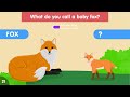 guess baby animal names 30 animals and their babies