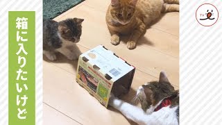 この箱、入らせていただきます🐱❗️ 元気よく頭を入れたニャンコだけど…😧 【PECO TV】