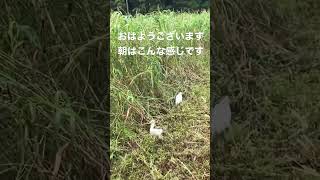 【朝のルーティン】しらさぎのシーズンになりました『牛飼いのVLOGショートバージョン』