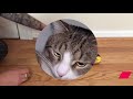 how to “train your cat” to use your household toilet step by step guide new cattoilettraining