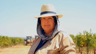 Esporão: Harvest in the estate