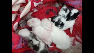 Sazupui (Rabbit) inthlah pun dan