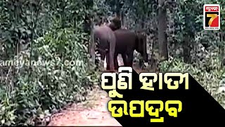 କରଞ୍ଜିଆ ବନଖଣ୍ଡରେ ପୁଣି ହାତୀ ଉପଦ୍ରବ | Elephant in Karanjia | PrameyaNews7