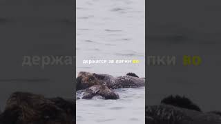 Удивительные факты о том, как спят животные🐾