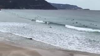 sand ski shirahama beach 白浜海岸 サンドスキー