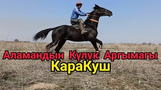 Кокбору / Аламан Улактын Күлүк Аргымагы Кара Куш !