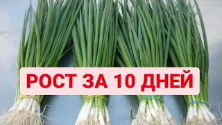 БЕШЕНЫЙ РОСТ ЛУКА ЗА 10 ДНЕЙ. ВЫГОНКА НА ПЕРО