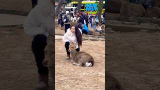 鹿に触れ喜ぶ観光客🫎NARA  PARK