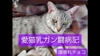 チョコの乳癌闘病(閲覧注意)苦手な方はご視聴なさらないでください#猫#愛猫乳ガン#猫