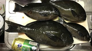 土佐清水市竜串で釣りをしました。