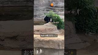 こんなところにもおやつがある～  マレーグマのマーサ  《天王寺動物園》