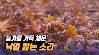 늦가을 가득 채운 낙엽 밟는 소리