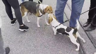 Annual Blessing of the Animals held in Scranton