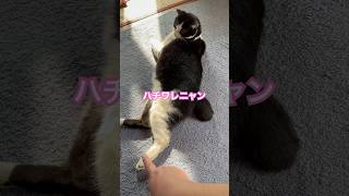 ネコと子ネコとおじさん　ハチワレニャンの無限♾️タップ挑戦‼️ #shorts #cat #cats #ハチワレニャン #猫 #猫動画 #猫のいる暮らし #猫ミーム #ねこ