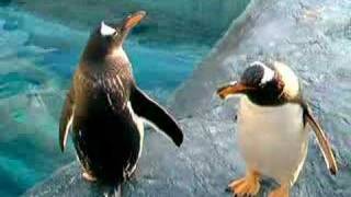 Penguins at Asahiyama Zoo (Japan)