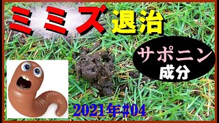 “椿油かす”でミミズ退治！サポニン成分の効果を実験しました！【芝生 2021年#04】