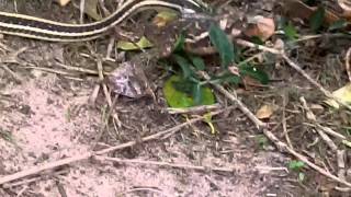 Garter Snake Eating Toad.mp4