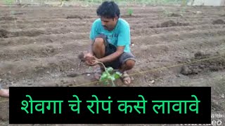 शेवगा चे रोप कसे लावायचे-भाग-3(How to plant moringa trees)@ashishvidhate2366 #naturalfarming #spk