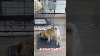 [パグ] ご飯にまだ慣れない/2022年1月17日 #パグ #pug #子犬 #dog #犬猫 #ペット #赤ちゃん #baby