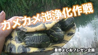 【島田湖】カメカメ池浄化作戦【カメカメ池】